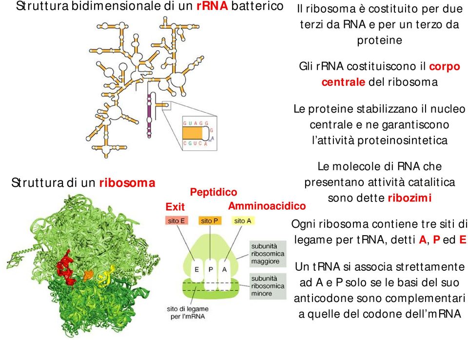 l attività proteinosintetica Le molecole di RNA che presentano attività catalitica sono dette ribozimi Ogni ribosoma contiene tre siti di legame