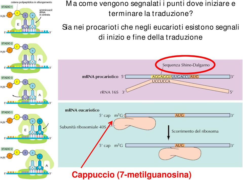 Sia nei procarioti che negli eucarioti esistono