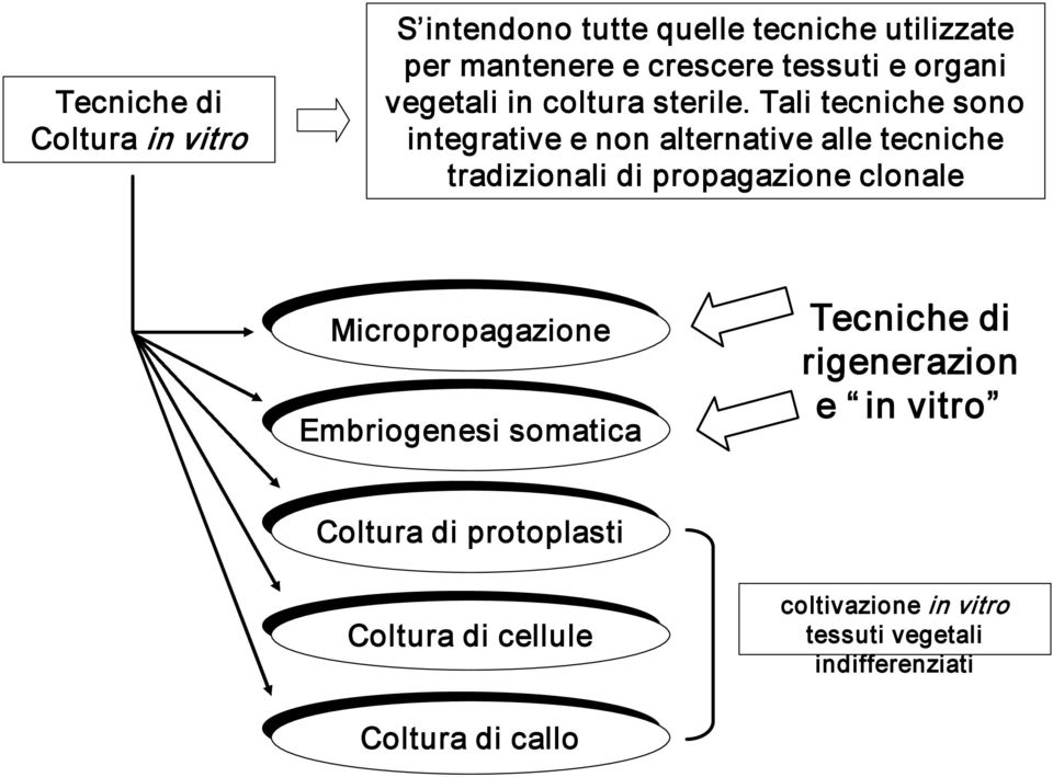 Tali tecniche sono integrative e non alternative alle tecniche tradizionali di propagazione clonale