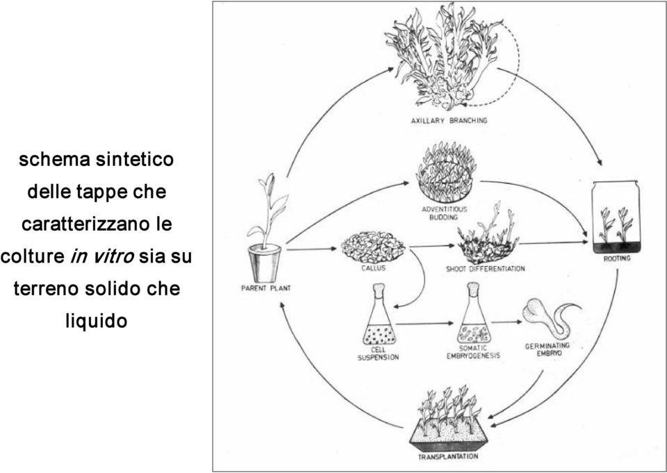 le colture in vitro sia