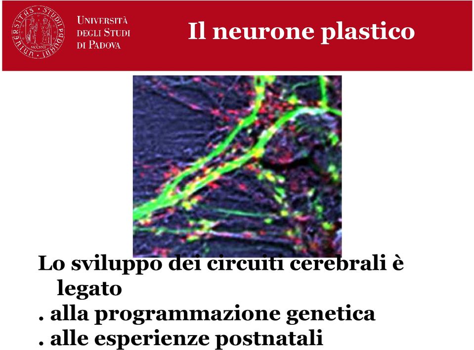 cerebrali è legato.