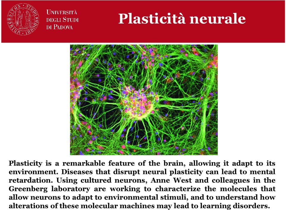 Using cultured neurons, Anne West and colleagues in the Greenberg laboratory are working to characterize the