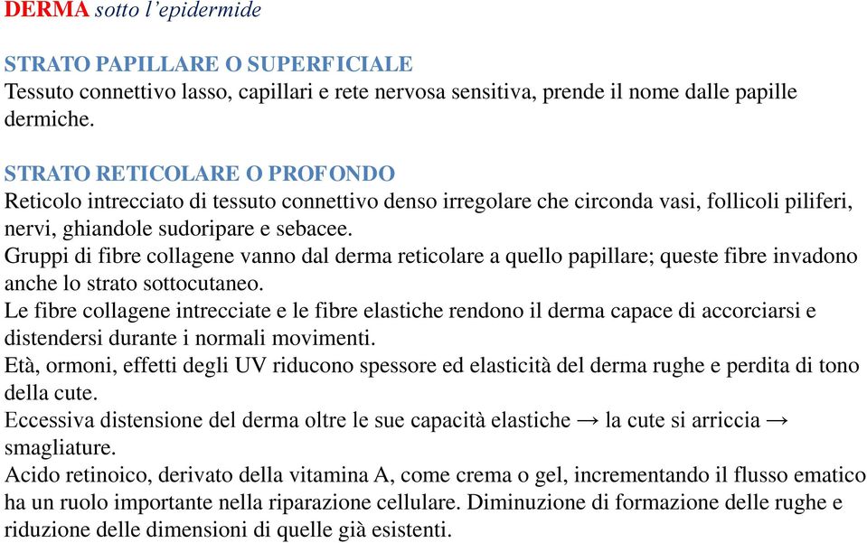 Gruppi di fibre collagene vanno dal derma reticolare a quello papillare; queste fibre invadono anche lo strato sottocutaneo.