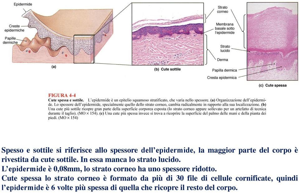 L epidermide è 0,08mm, lo strato corneo ha uno spessore ridotto.