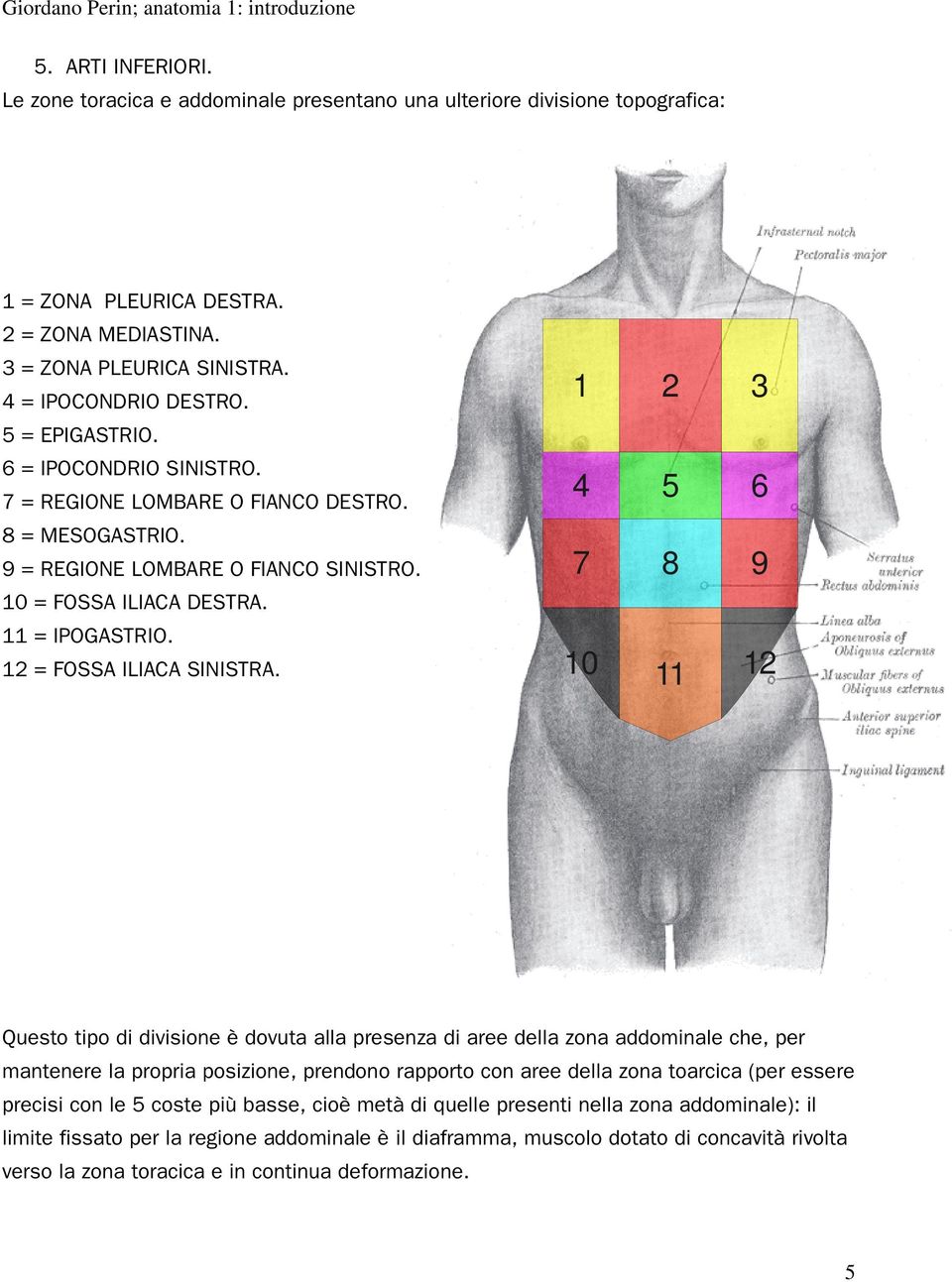 10 = FOSSA ILIACA DESTRA. 11 = IPOGASTRIO. 12 = FOSSA ILIACA SINISTRA.