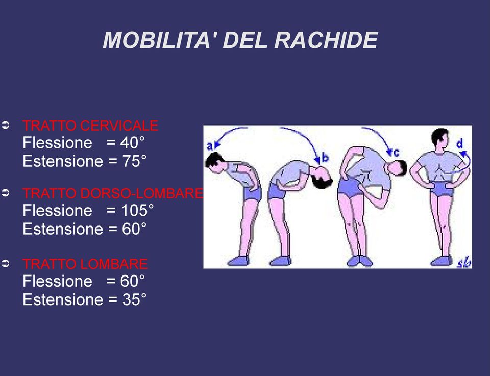 DORSO-LOMBARE Flessione = 105 Estensione