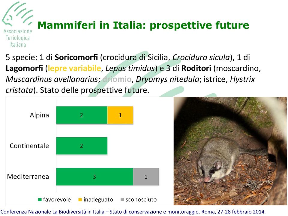 Lepus timidus) e 3 di Roditori (moscardino, Muscardinus avellanarius;