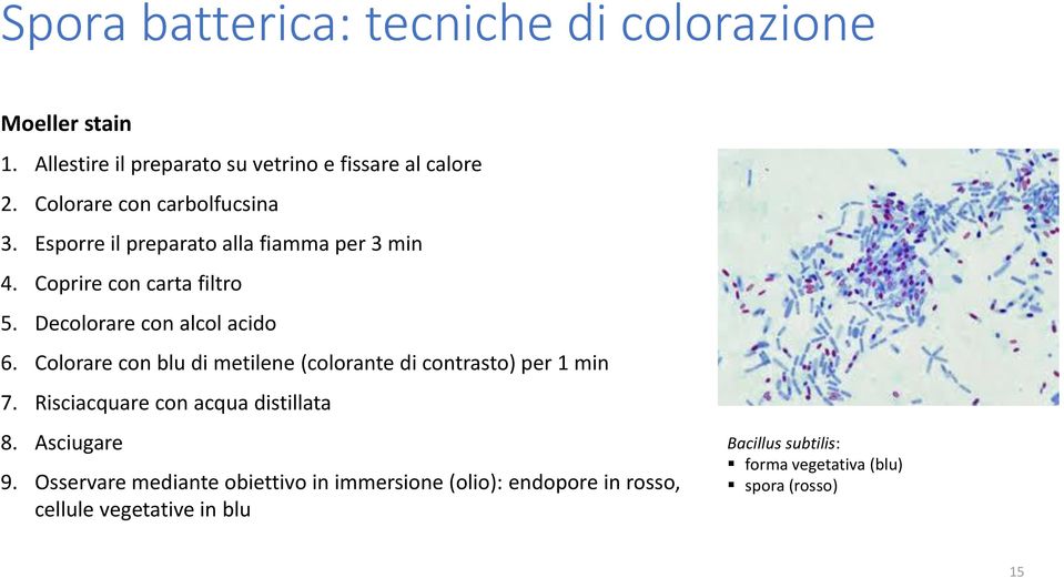 Decolorare con alcol acido 6. Colorare con blu di metilene (colorante di contrasto) per 1 min 7.