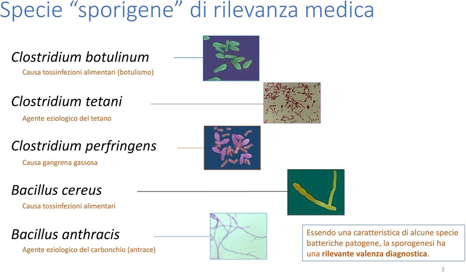 cereus Causa tossinfezioni alimentari Bacillus anthracis Agente eziologico del carbonchio (antrace)