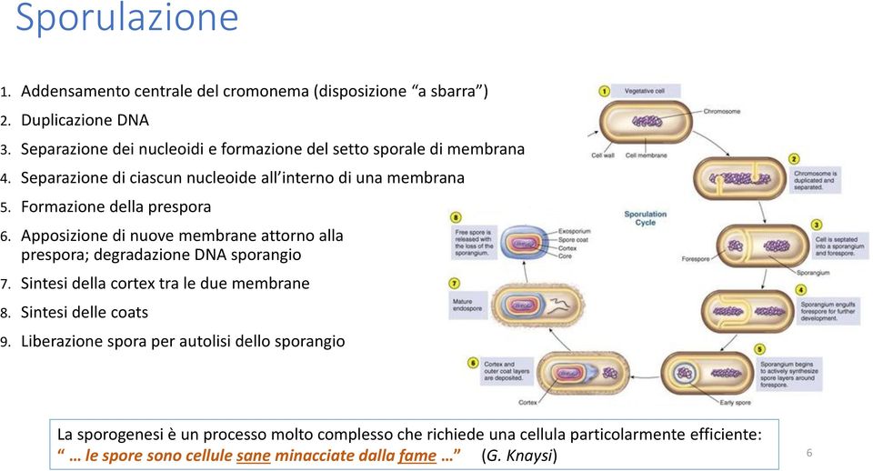 Formazione della prespora 6. Apposizione di nuove membrane attorno alla prespora; degradazione DNA sporangio 7. Sintesi della cortex tra le due membrane 8.