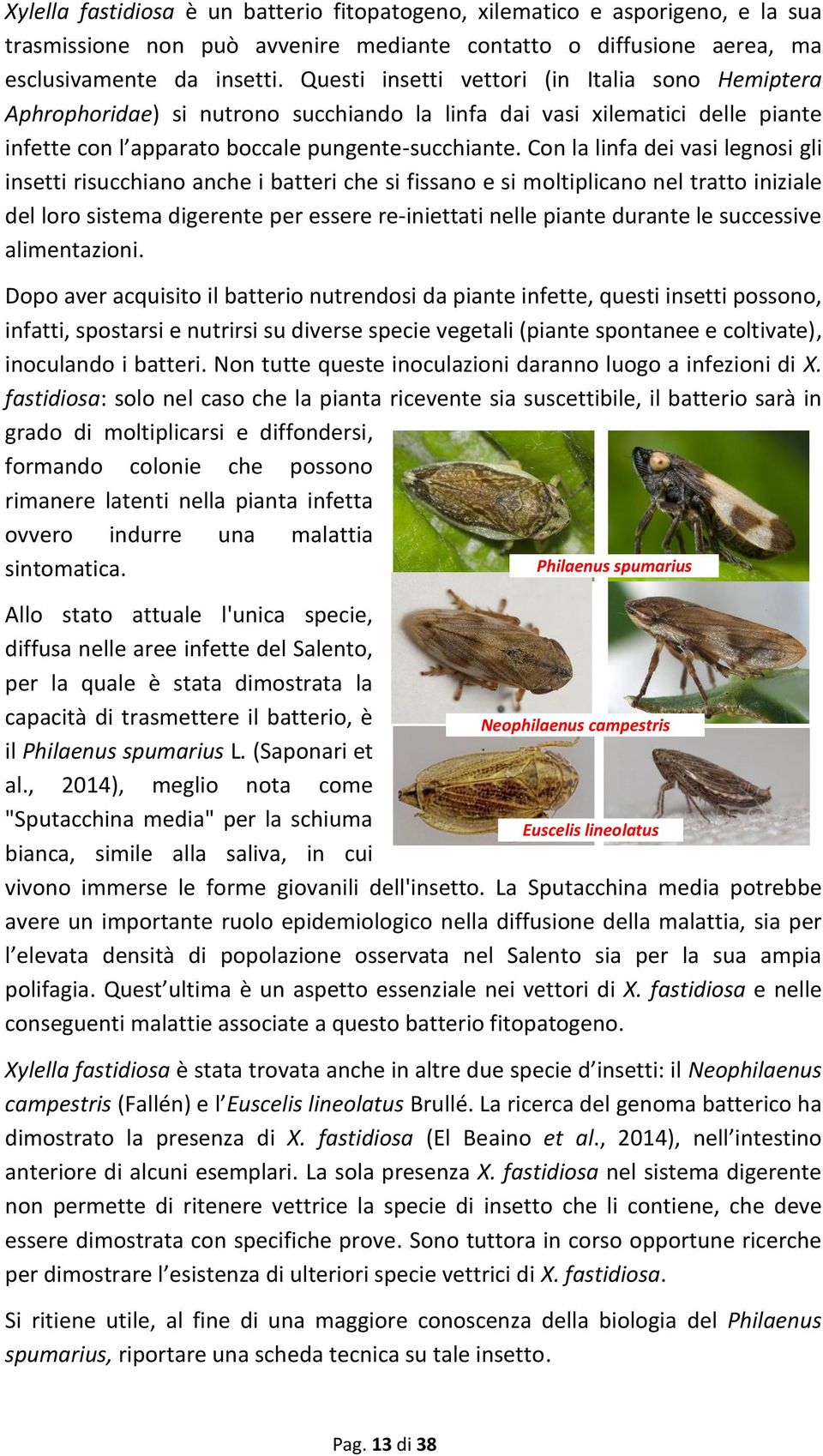 Con la linfa dei vasi legnosi gli insetti risucchiano anche i batteri che si fissano e si moltiplicano nel tratto iniziale del loro sistema digerente per essere re-iniettati nelle piante durante le