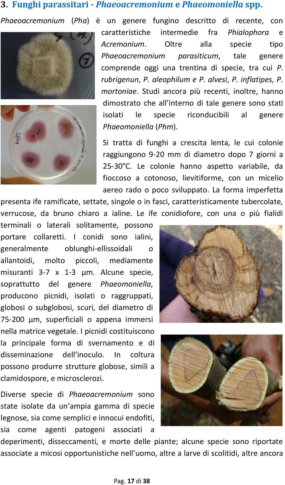 Studi ancora più recenti, inoltre, hanno dimostrato che all interno di tale genere sono stati isolati le specie riconducibili al genere Phaeomoniella (Phm).