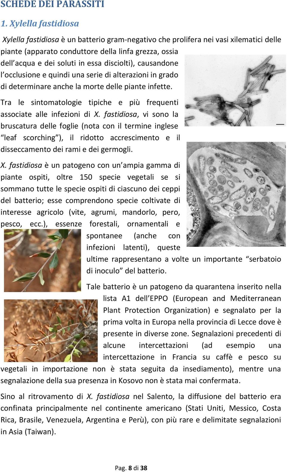 disciolti), causandone l occlusione e quindi una serie di alterazioni in grado di determinare anche la morte delle piante infette.