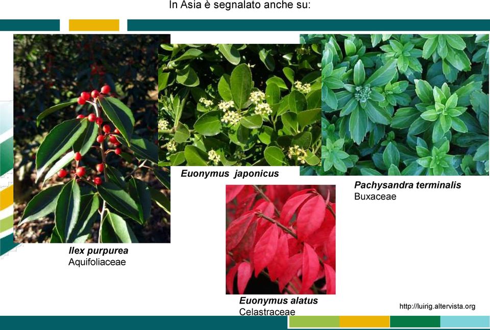 Ilex purpurea Aquifoliaceae Euonymus