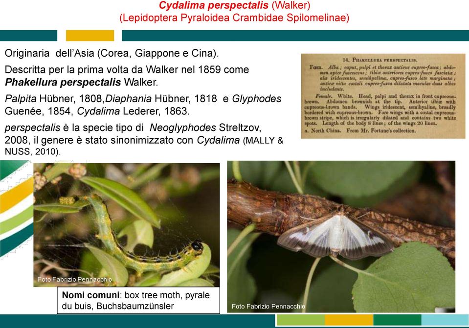 Palpita Hübner, 1808,Diaphania Hübner, 1818 e Glyphodes Guenée, 1854, Cydalima Lederer, 1863.