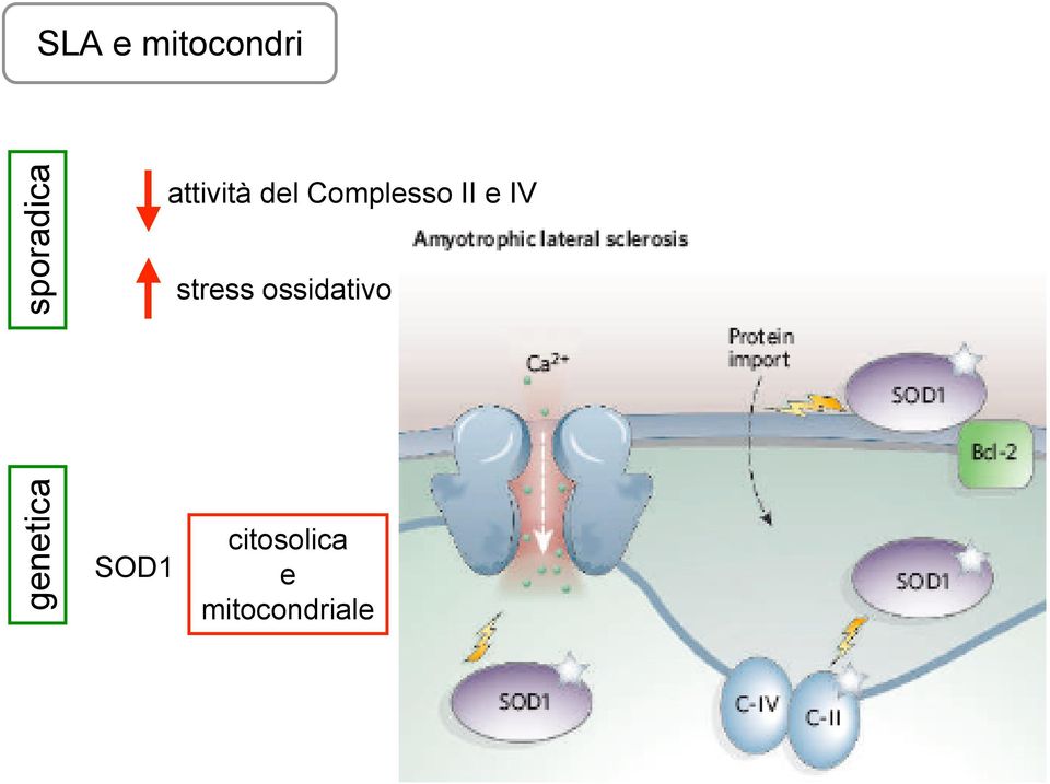 IV stress ossidativo