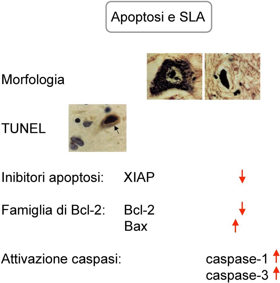 Bcl-2: XIAP Bcl-2 Bax