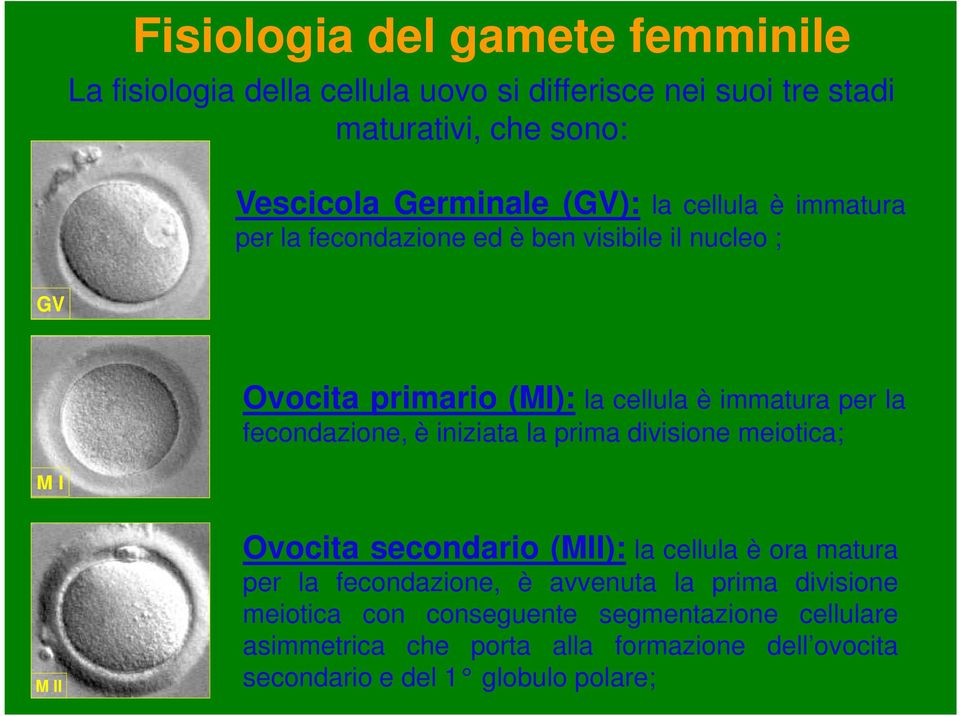 fecondazione, è iniziata la prima divisione meiotica; M I M II Ovocita secondario (MII): la cellula è ora matura per la fecondazione, è