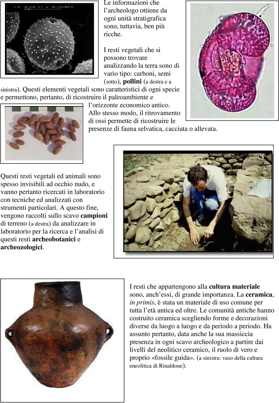 Questi elementi vegetali sono caratteristici di ogni specie e permettono, pertanto, di ricostruire il paleoambiente e l orizzonte economico antico.