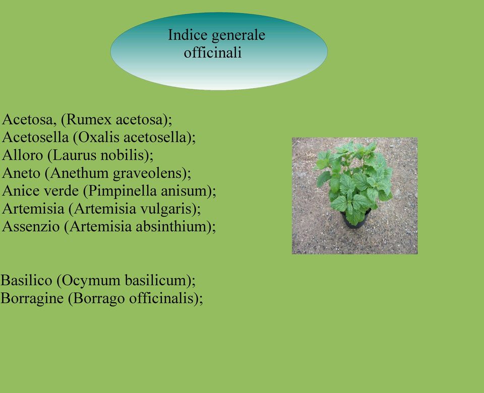 verde (Pimpinella anisum); Artemisia (Artemisia vulgaris); Assenzio