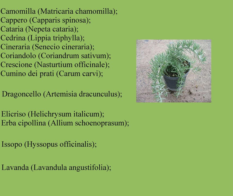 officinale); Cumino dei prati (Carum carvi); Dragoncello (Artemisia dracunculus); Elicriso (Helichrysum