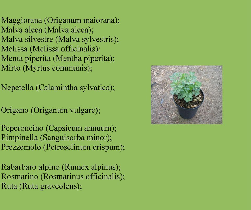 sylvatica); Origano (Origanum vulgare); Peperoncino (Capsicum annuum); Pimpinella (Sanguisorba minor);