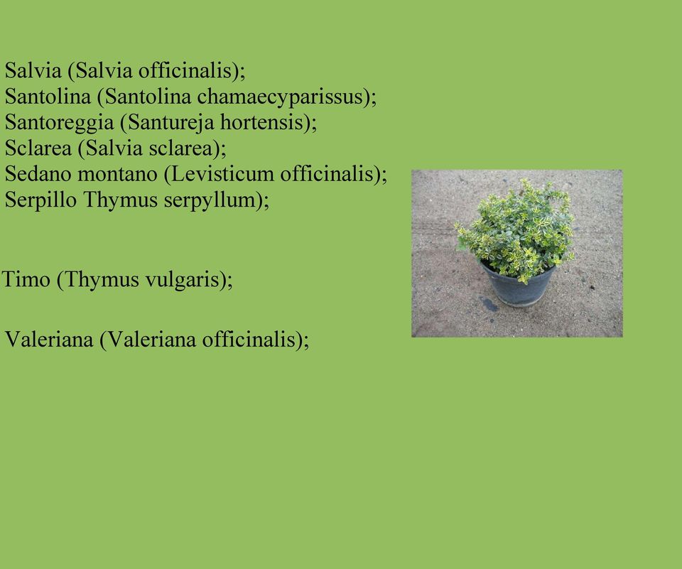 (Salvia sclarea); Sedano montano (Levisticum officinalis);