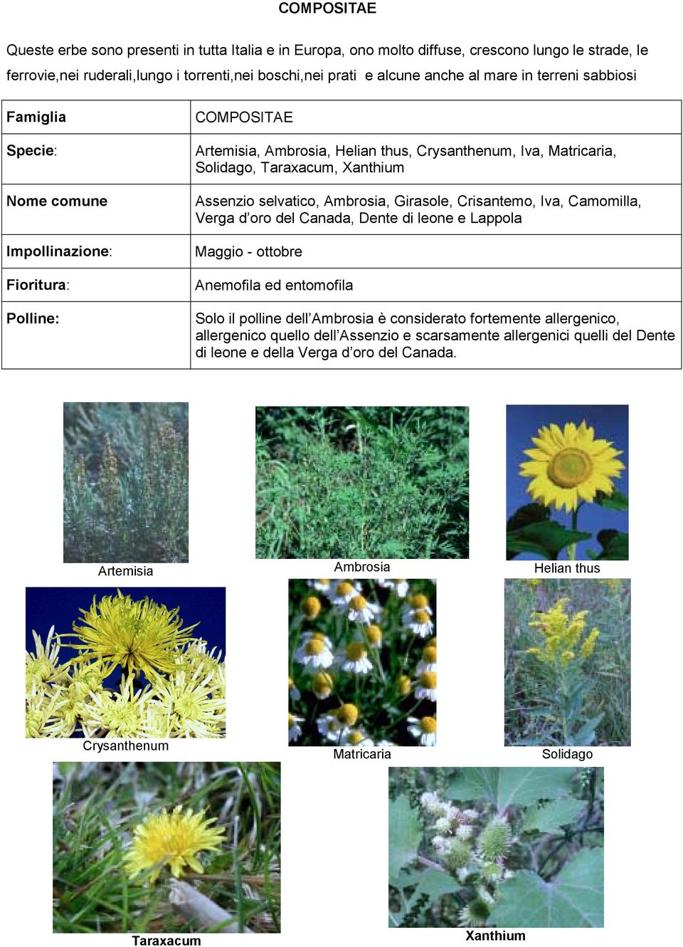 Crisantemo, Iva, Camomilla, Verga d oro del Canada, Dente di leone e Lappola Maggio - ottobre ed entomofila Solo il polline dell Ambrosia è considerato fortemente allergenico,