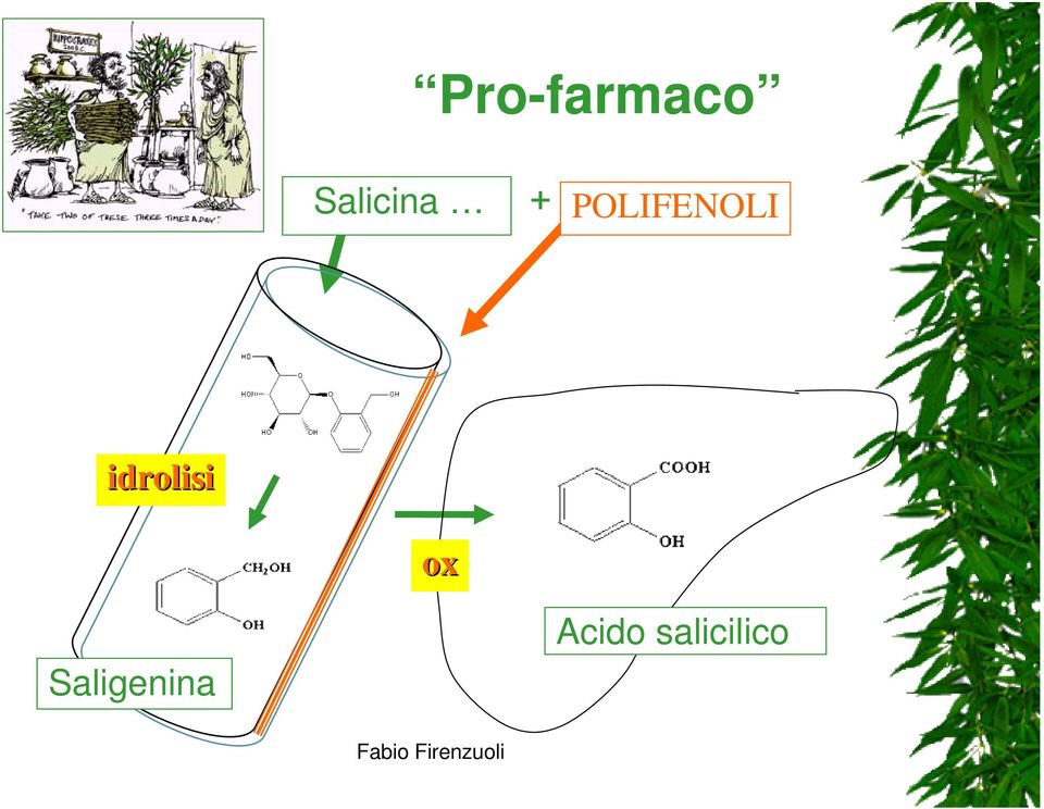 POLIFENOLI