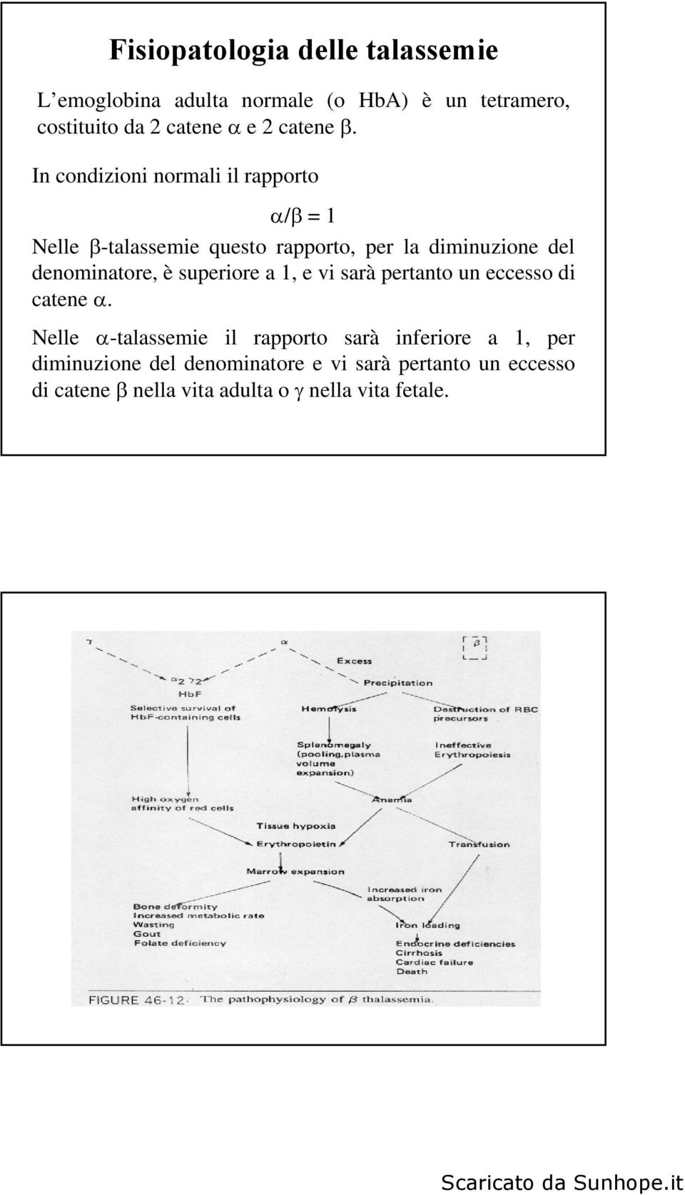 In condizioni normali il rapporto / = 1 Nelle -talassemie questo rapporto, per la diminuzione del denominatore,