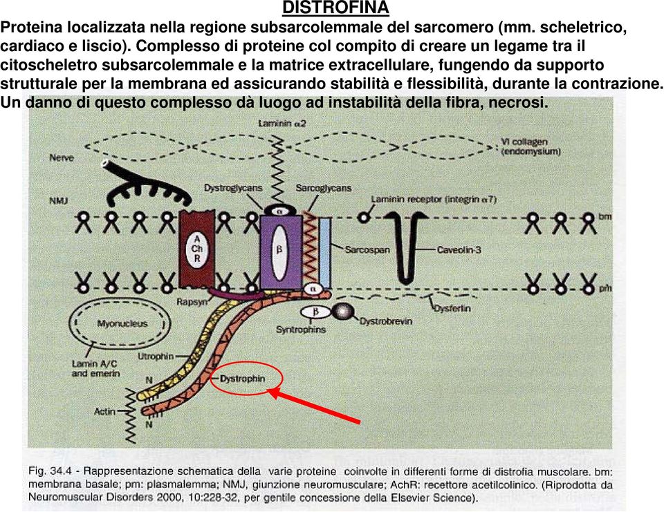 Complesso di proteine col compito di creare un legame tra il citoscheletro subsarcolemmale e la matrice