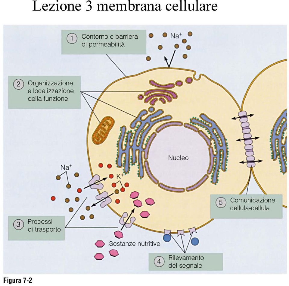 cellulare