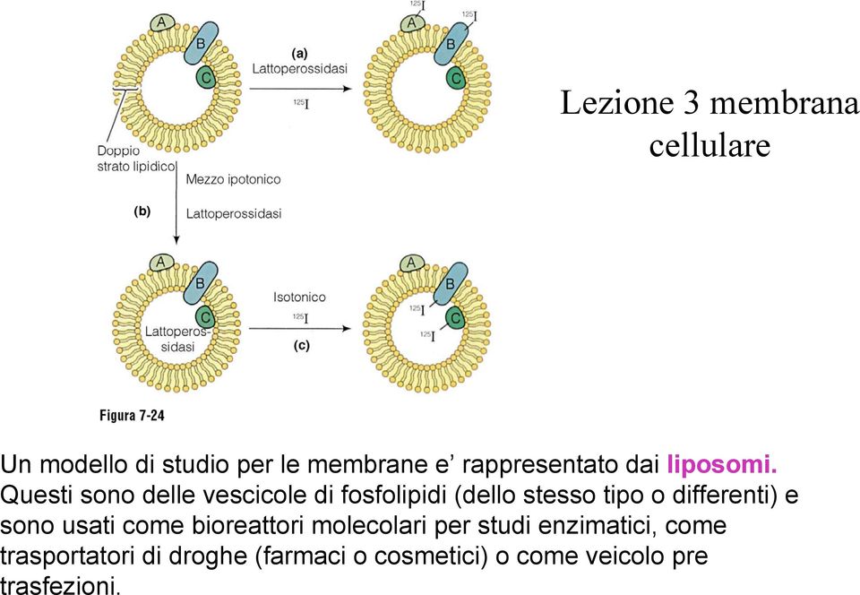 Questi sono delle vescicole di fosfolipidi (dello stesso tipo o differenti) e