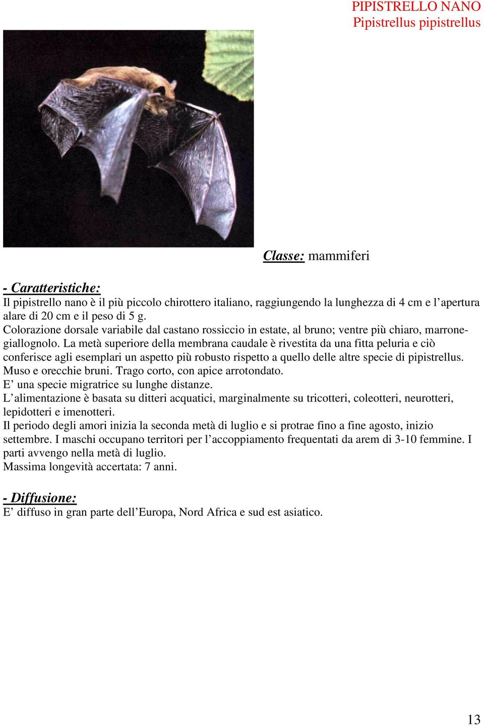 La metà superiore della membrana caudale è rivestita da una fitta peluria e ciò conferisce agli esemplari un aspetto più robusto rispetto a quello delle altre specie di pipistrellus.