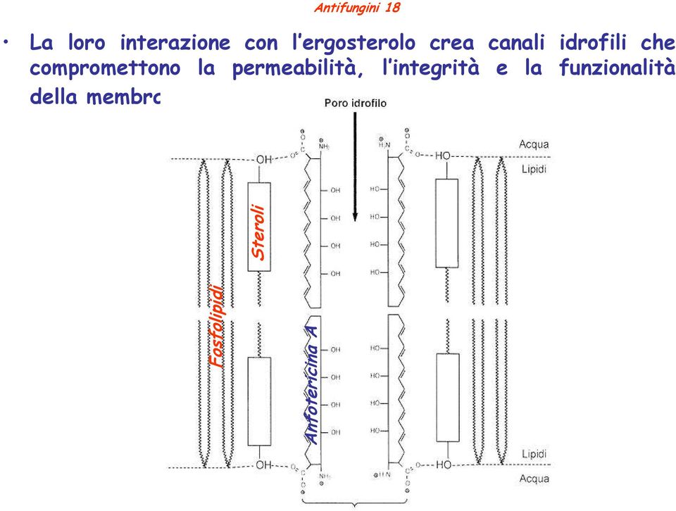 compromettono la permeabilità, l integrità e la