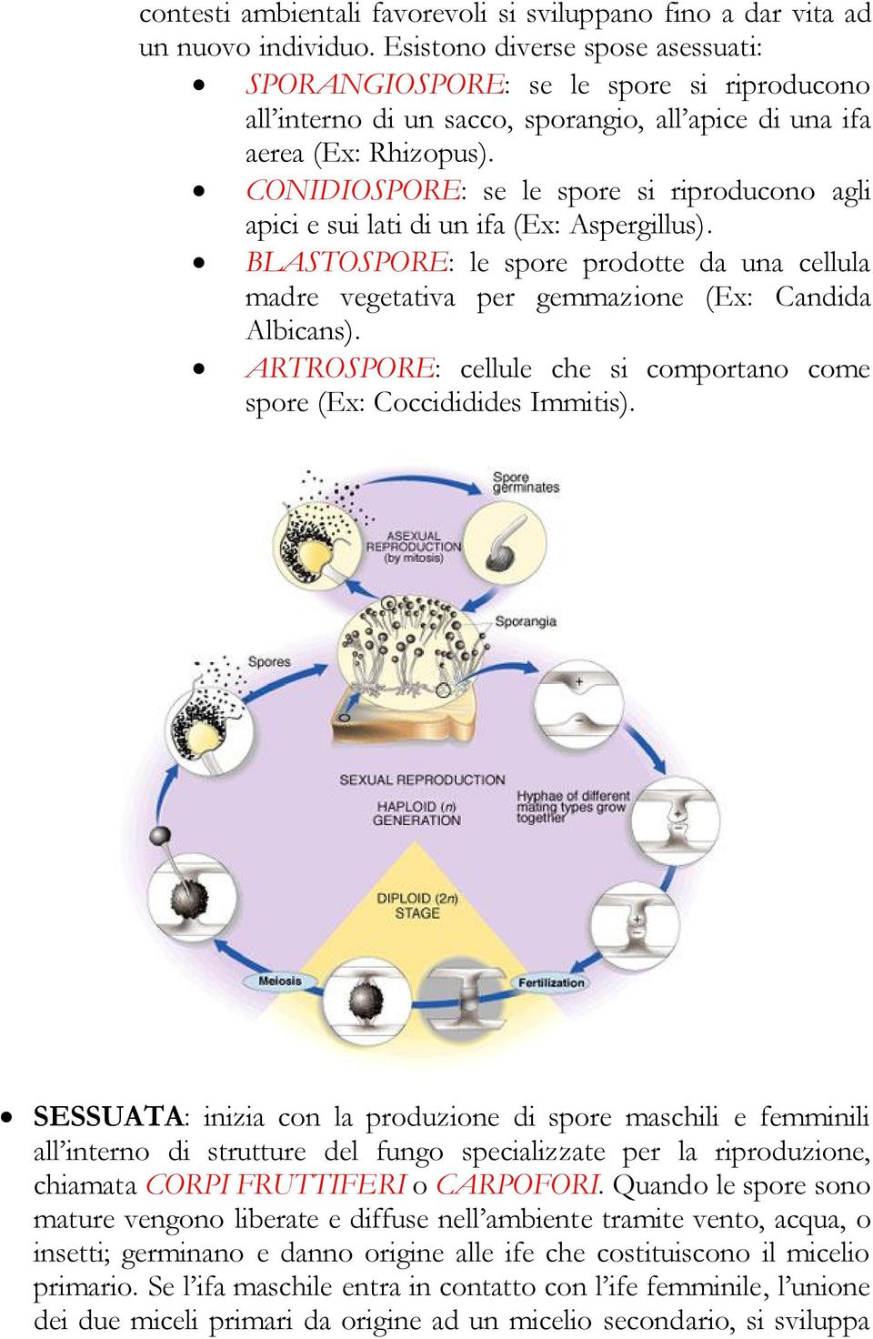 CONIDIOSPORE: se le spore si riproducono agli apici e sui lati di un ifa (Ex: Aspergillus). BLASTOSPORE: le spore prodotte da una cellula madre vegetativa per gemmazione (Ex: Candida Albicans).