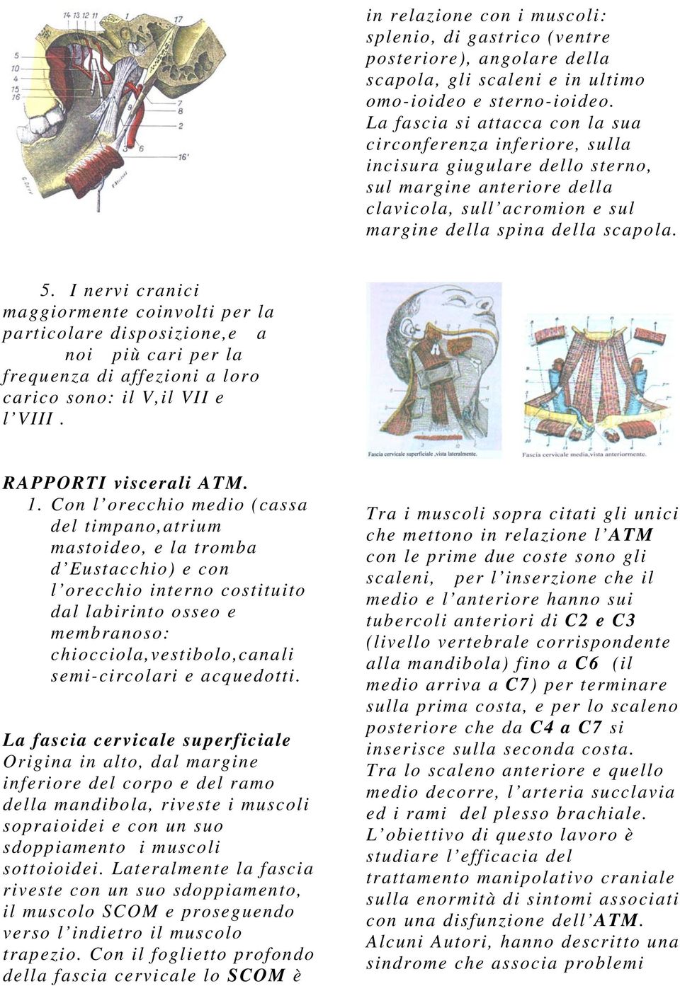 I nervi cranici maggiormente coinvolti per la particolare disposizione,e a noi più cari per la frequenza di affezioni a loro carico sono: il V,il VII e l VIII. RAPPORTI viscerali ATM. 1.