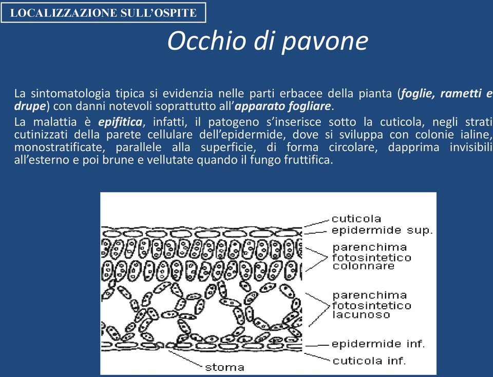 La malattia è epifitica, infatti, il patogeno s inserisce sotto la cuticola, negli strati cutinizzati della parete cellulare dell