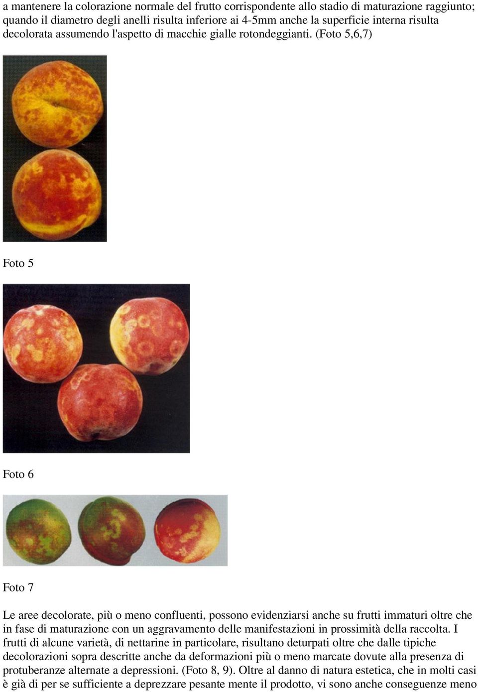(Foto 5,6,7) Foto 5 Foto 6 Foto 7 Le aree decolorate, più o meno confluenti, possono evidenziarsi anche su frutti immaturi oltre che in fase di maturazione con un aggravamento delle manifestazioni in
