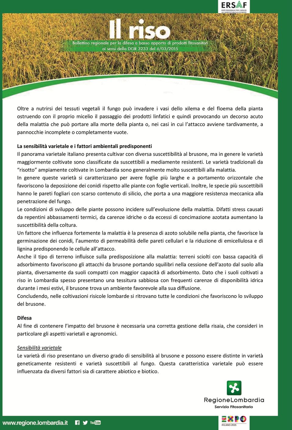La sensibilità varietale e i fattori ambientali predisponenti Il panorama varietale italiano presenta cultivar con diversa suscettibilità al brusone, ma in genere le varietà maggiormente coltivate