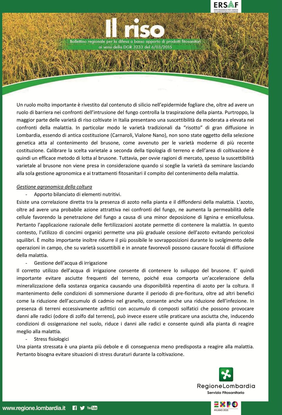 In particolar modo le varietà tradizionali da risotto di gran diffusione in Lombardia, essendo di antica costituzione (Carnaroli, Vialone Nano), non sono state oggetto della selezione genetica atta