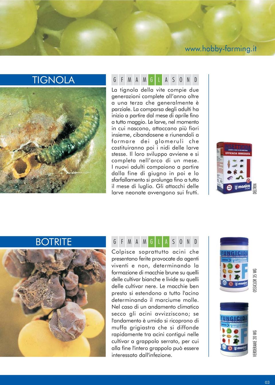 Le larve, nel momento in cui nascono, attaccano più fiori insieme, cibandosene e riunendoli a formare dei glomeruli che costituiranno poi i nidi delle larve stesse.