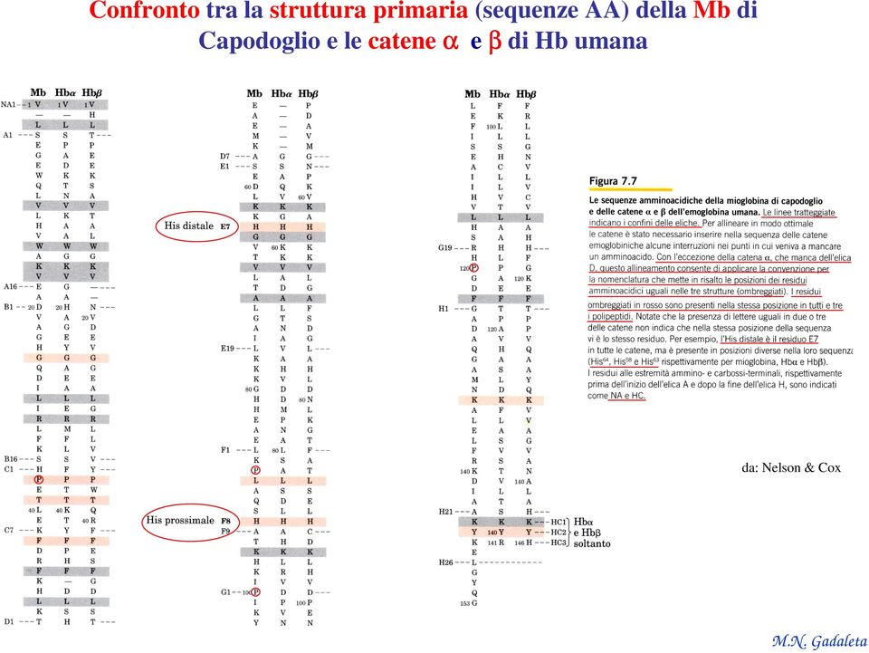 Mb di Capodoglio e le catene