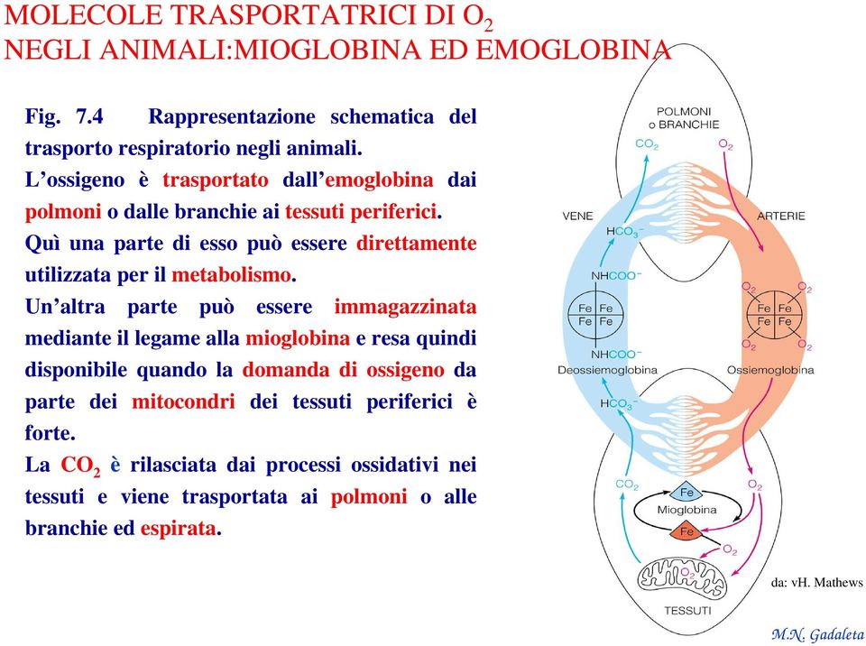 Quì una parte di esso può essere direttamente utilizzata per il metabolismo.