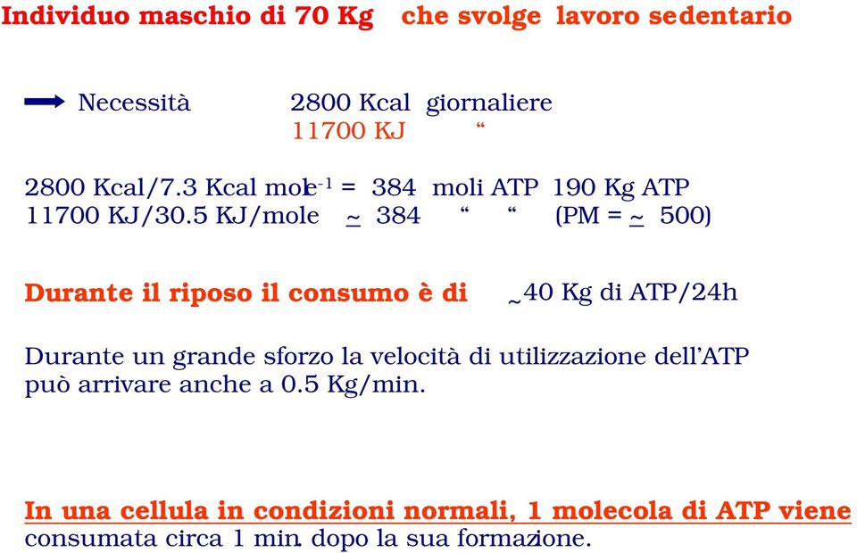 5 KJ/mole ~ 384 (PM = ~ 500) Durante il riposo il consumo è di ~ 40 Kg di ATP/24h Durante un grande sforzo la
