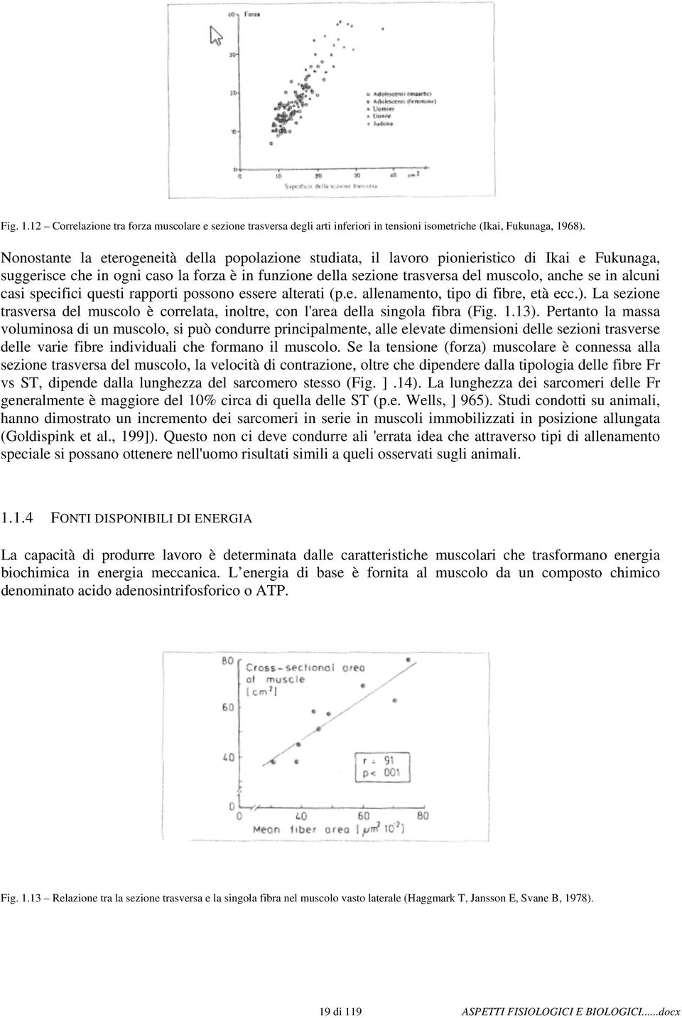 alcuni casi specifici questi rapporti possono essere alterati (p.e. allenamento, tipo di fibre, età ecc.). La sezione trasversa del muscolo è correlata, inoltre, con l'area della singola fibra (Fig.