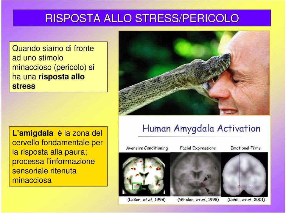 amigdala è la zona del cervello fondamentale per la risposta