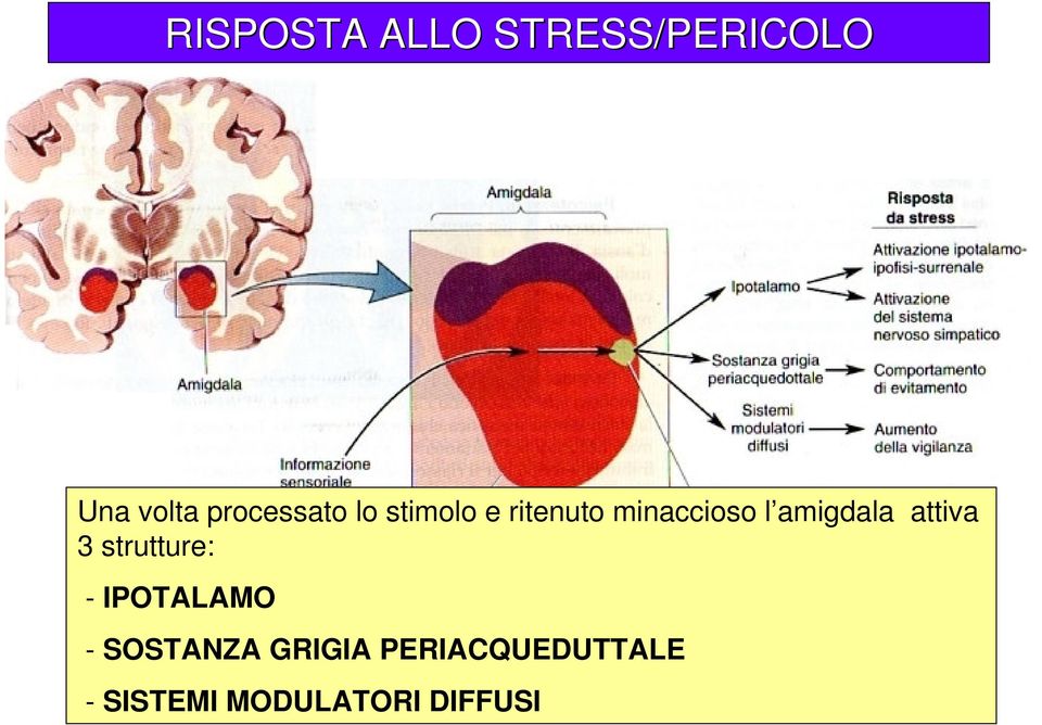 amigdala attiva 3 strutture: - IPOTALAMO -