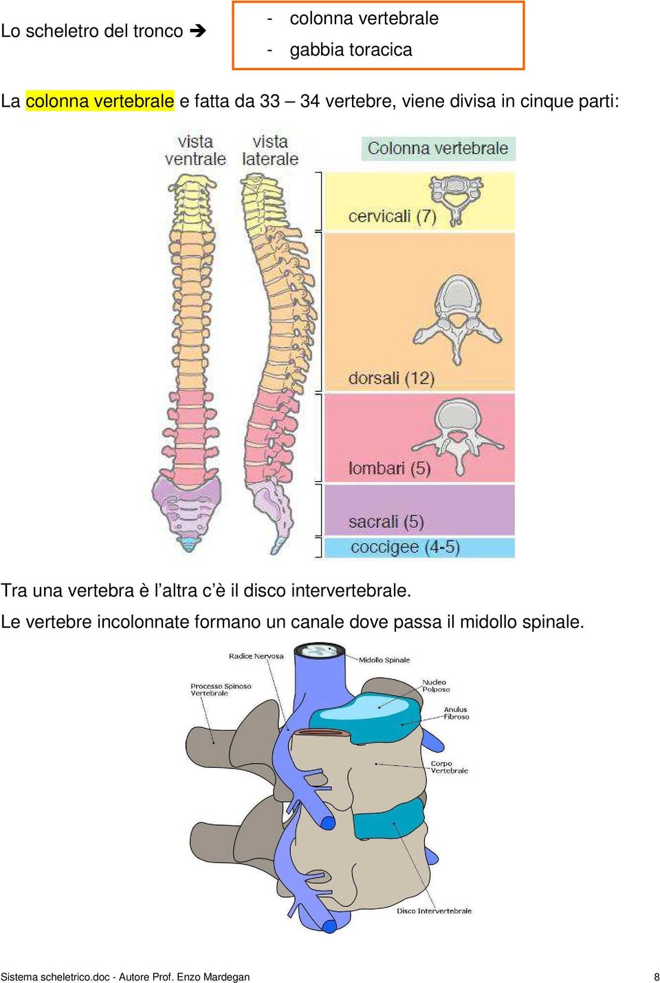 vertebra è l altra c è il disco intervertebrale.