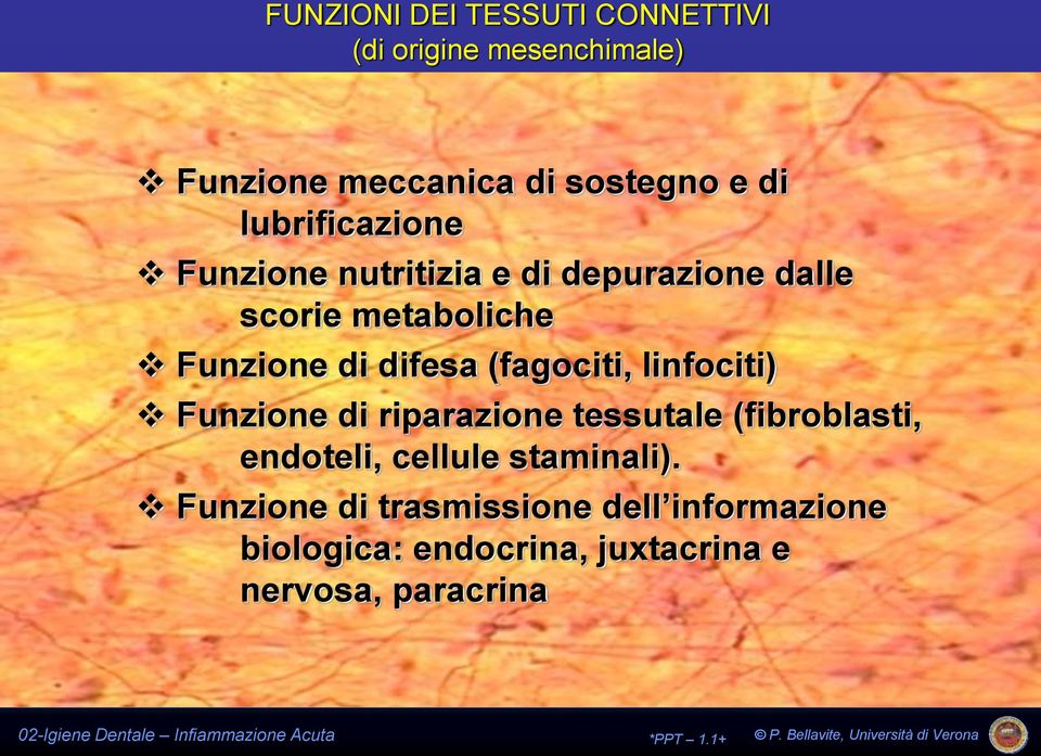 (fagociti, linfociti) Funzione di riparazione tessutale (fibroblasti, endoteli, cellule staminali).
